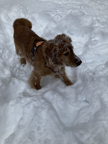 Snow dusted Olive