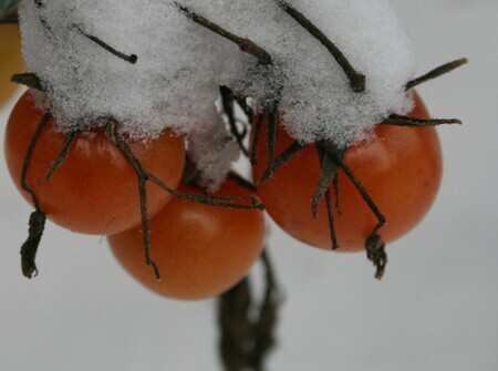 3 Winter Tomatoes