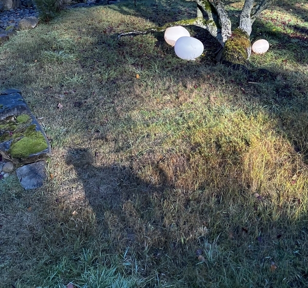 Dog shadow with tree eggs