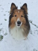 Louie in the snow