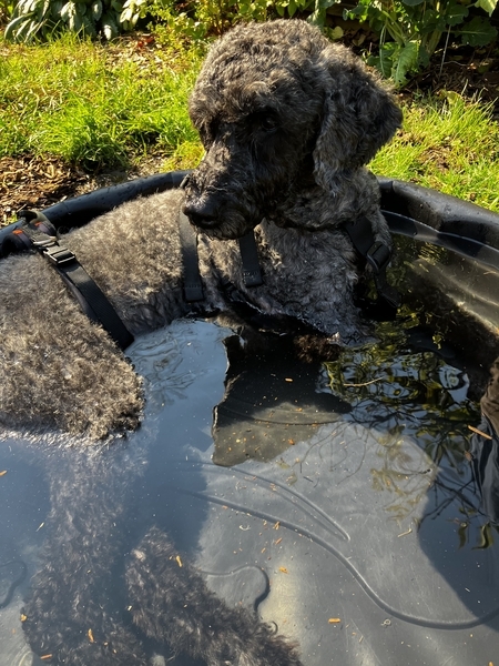 Bathing Beauty Marta