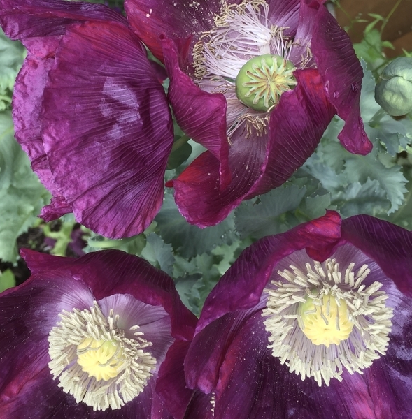 Posing Purple Poppies