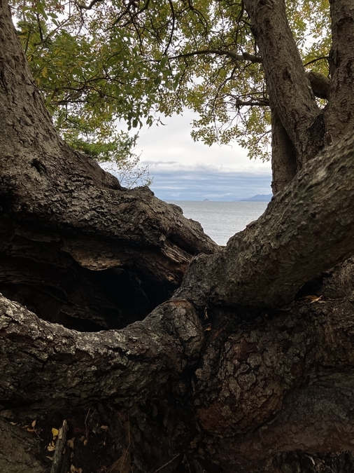 Window Tree