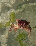 Beaumont Crab