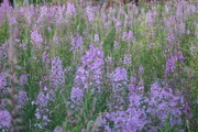 Beavertail lake flowers 6