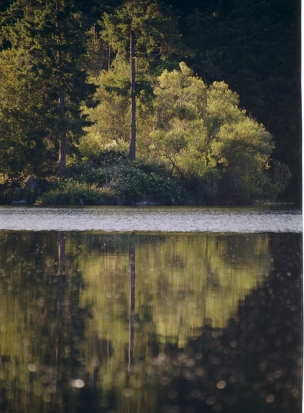 buck lake tree