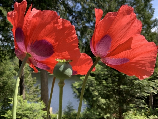 Blowing in the Wind