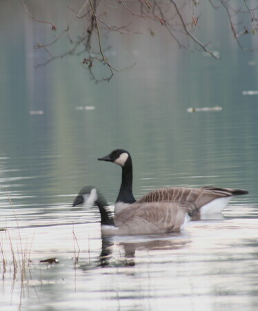 Canada Geese in Winter