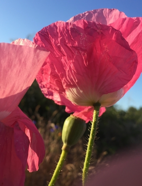 Red Poppy