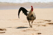 Chicken on the Beach