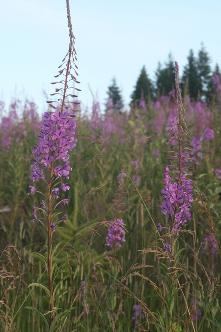 Fireweed Field