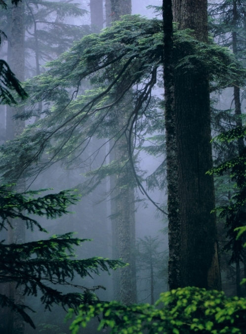 Lynn Peak, North Vancouver