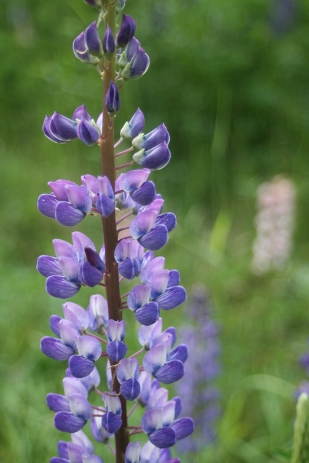 Fireweed Field