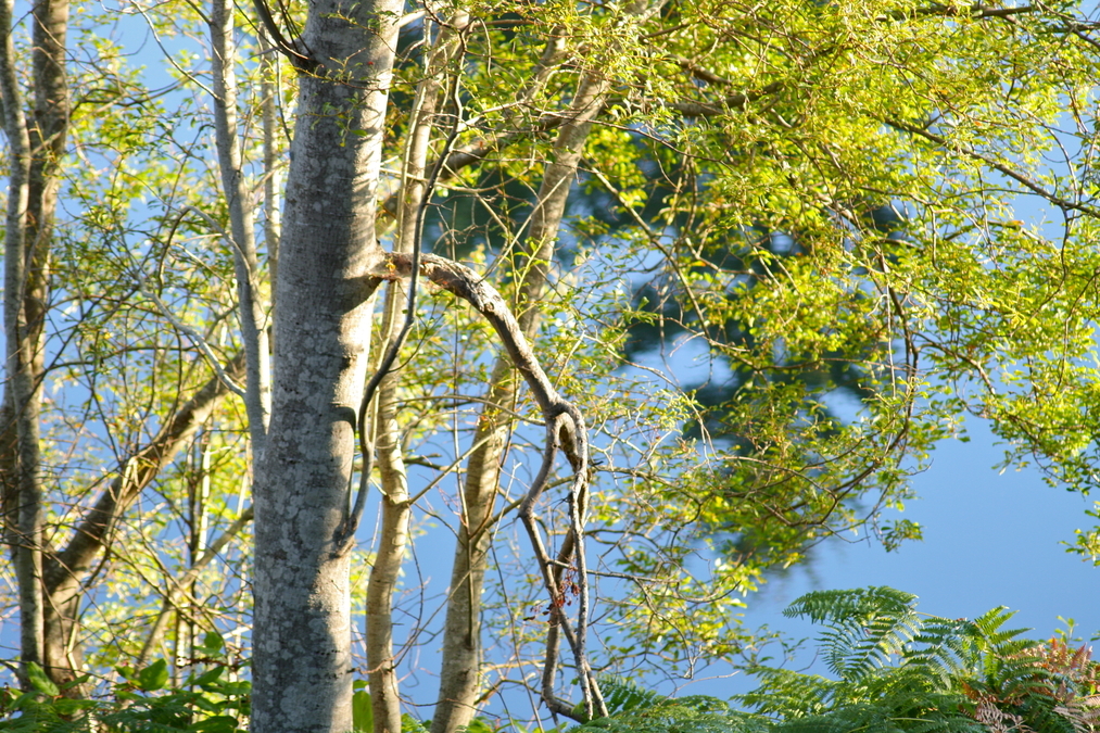 Alders on Magic Lake