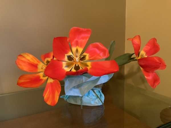 Red-Orange Tulips