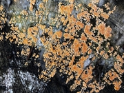 Orange Crust Fungus
