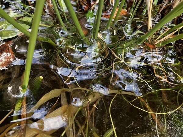 Ice and Irises