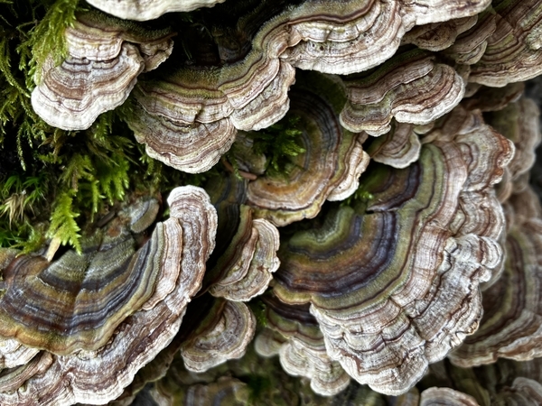 Turkey Tail