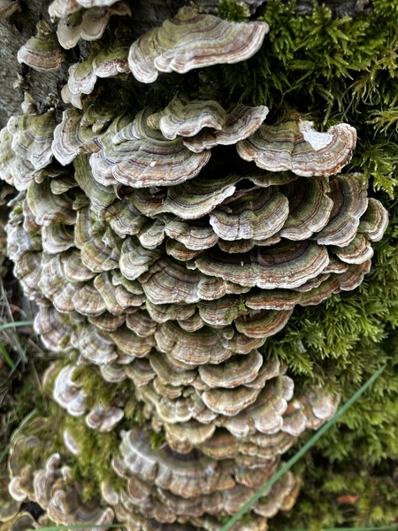 Turkey Tail 2