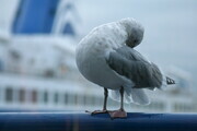 BC Ferries' Mascot