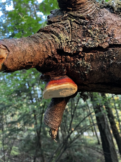 Red Belted Conk