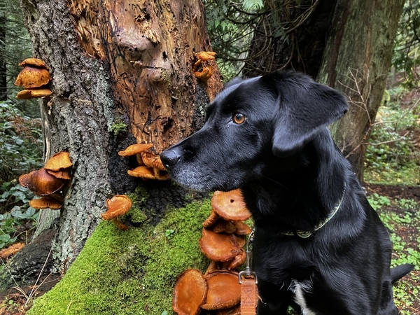 Mushroom Hunting