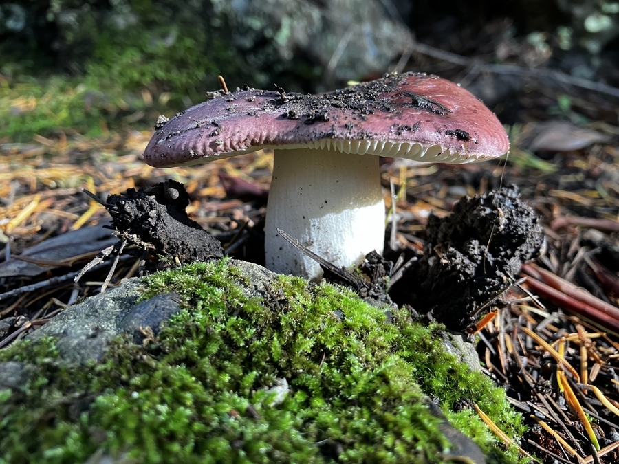 Russula