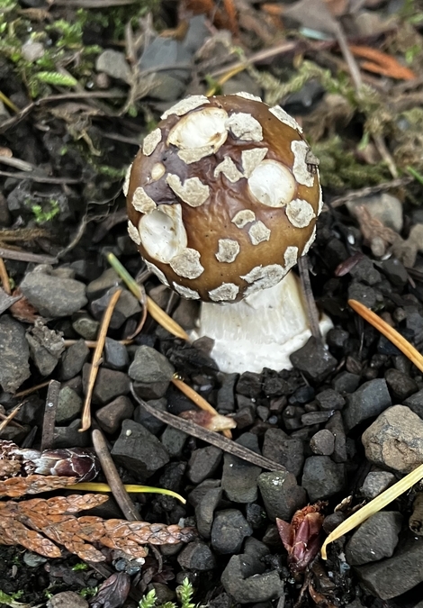 Panther Mushroom