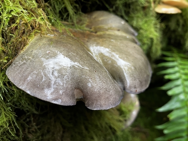 Late Fall Oyster Mushrooms