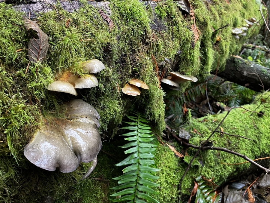 Mushrooms on Alder