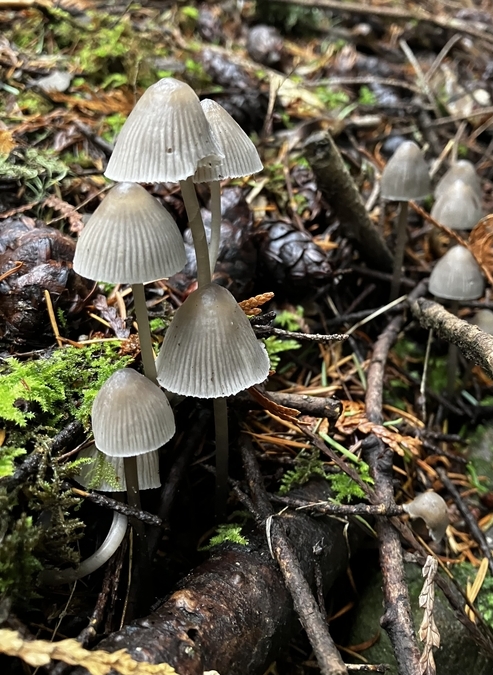 Nitrous Bonnet Mushroom