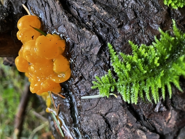 Orange Jelly