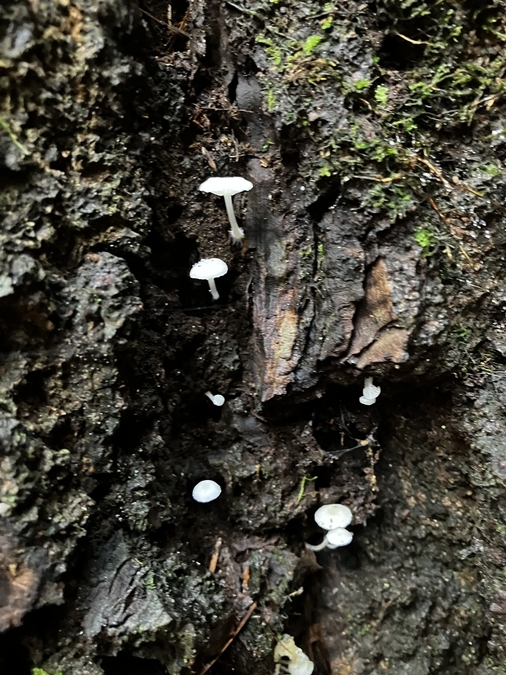 Mycena pseudocorticola