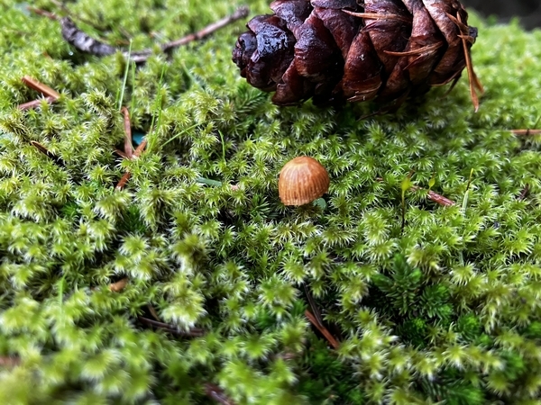 Little Brown Mushrooms (LBM)
