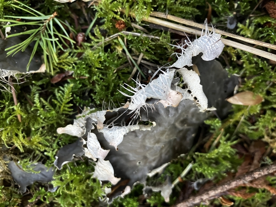 Pretty Sure this is some kind of fungus