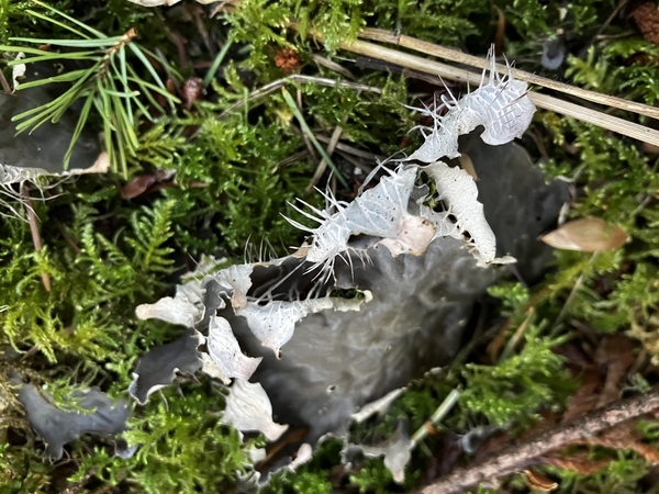 Pretty Sure this is some kind of fungus