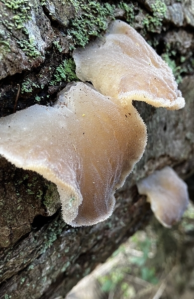 Wood Ear Mushroom