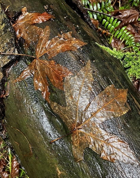 Maple Leaves