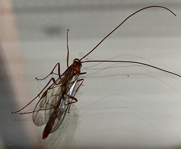 Bug on Window