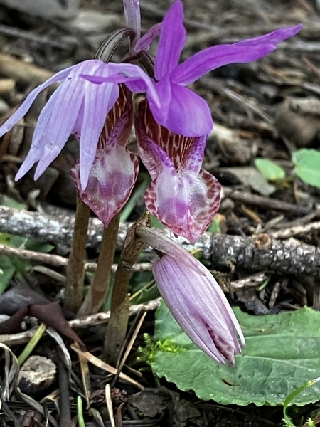 Fairy Slipper