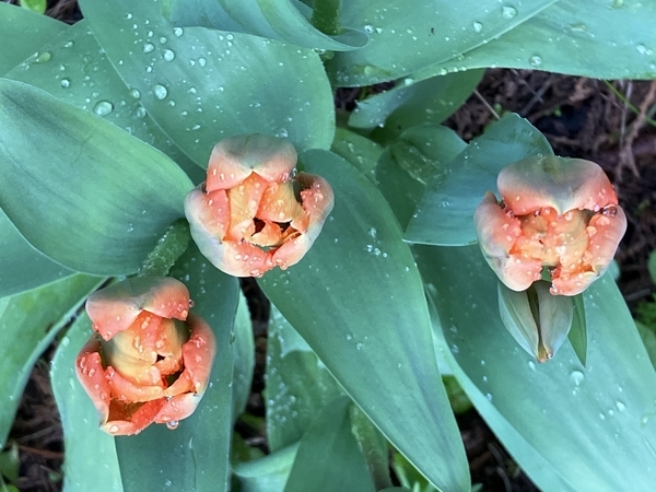 Wet Tulips