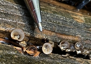 Bird’s Nest Fungus