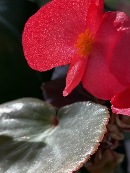 Red Cyclamen