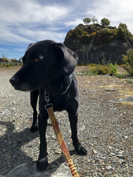 Harley at Entrance to Outdoor Art Gallery