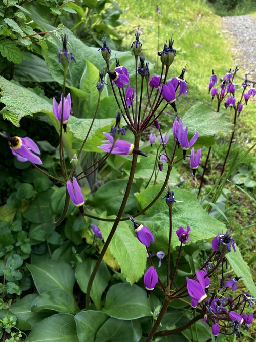 California cyclamen
