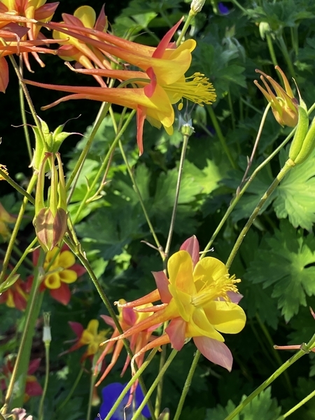 Columbine