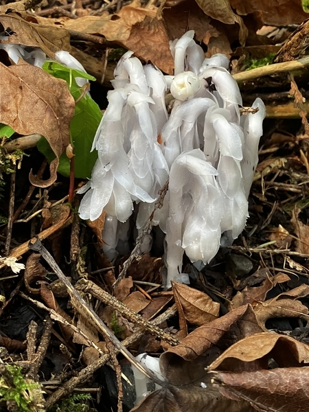 Indian Pipe