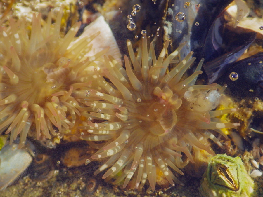 Yellow Anemone