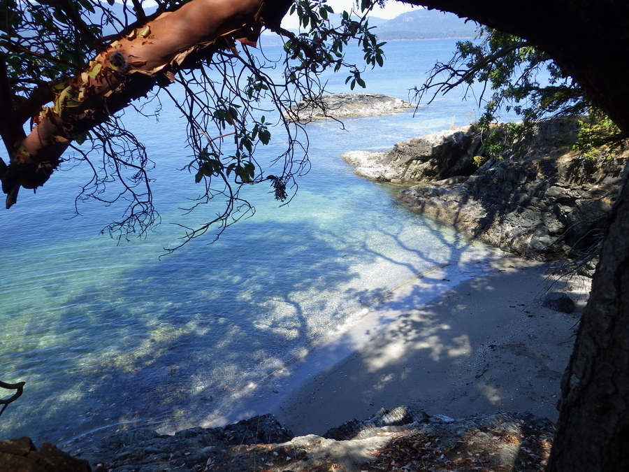 Arbutus Tree at Portland Island