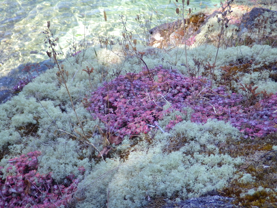 Broad-leaved Stonecrop